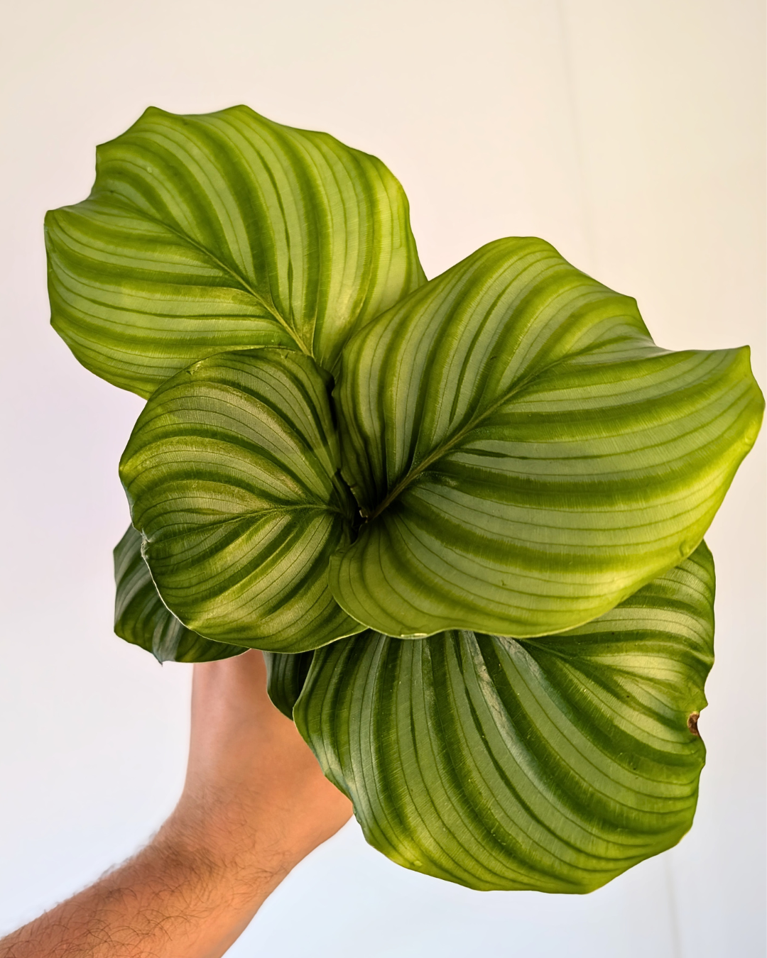 Calathea orbifolia