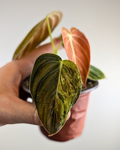 Philodendron Melanochrysum Variegata – Aurea Plants