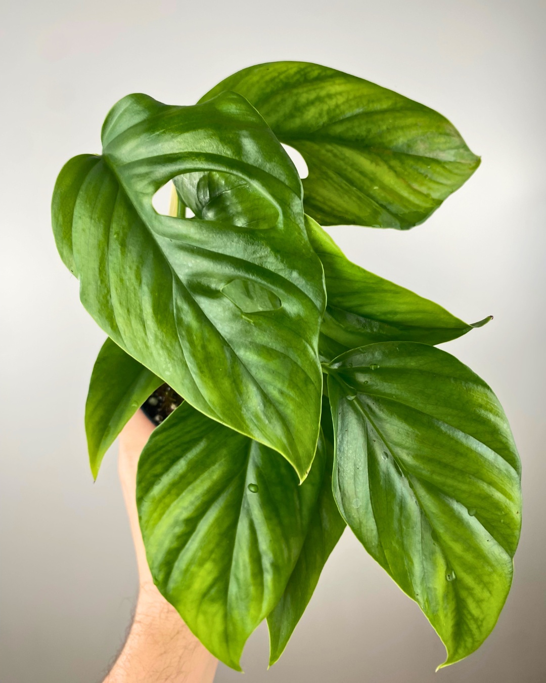 Rhaphidophora Pertusa