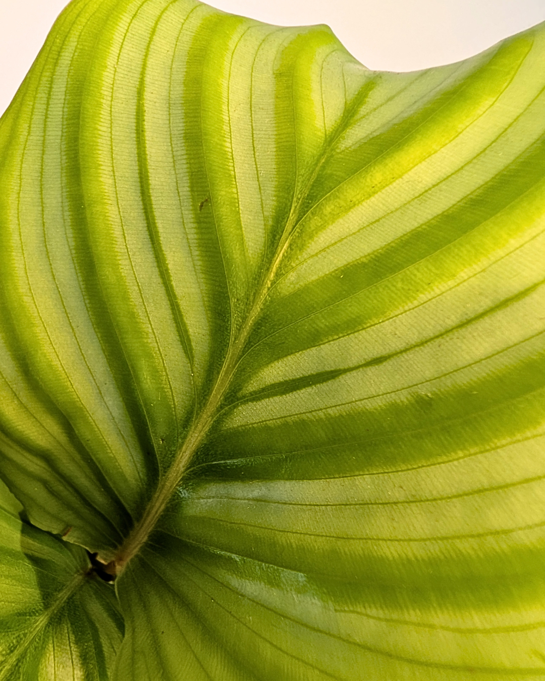 Calathea orbifolia