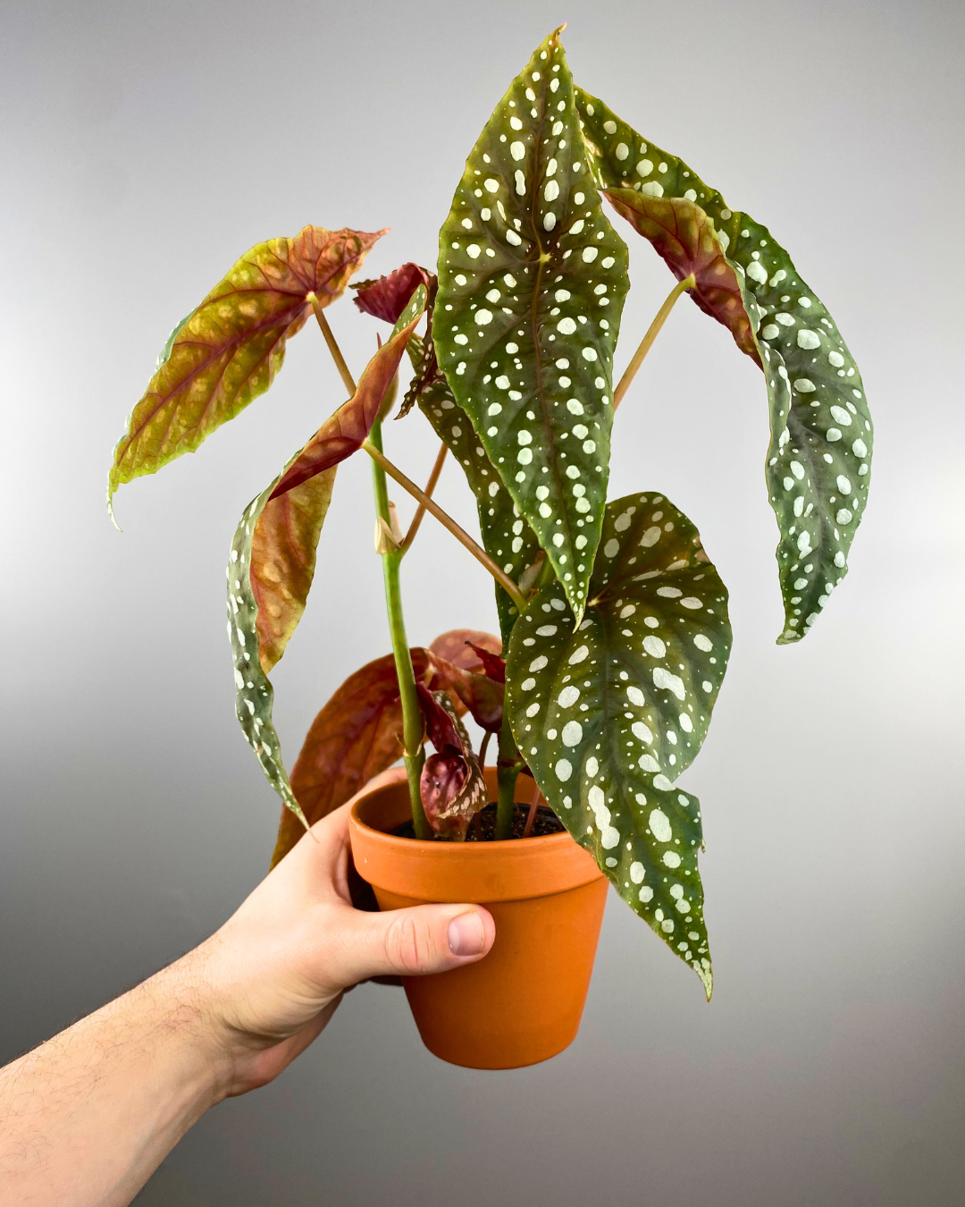 Begonia 'Sierra Mountain King'