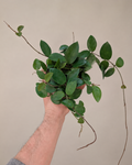 Hoya ‘Chouke’