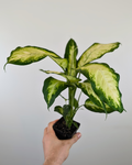 Dieffenbachia ‘Camille’