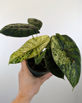 Alocasia 'Dragon Scale' Mint Variegata