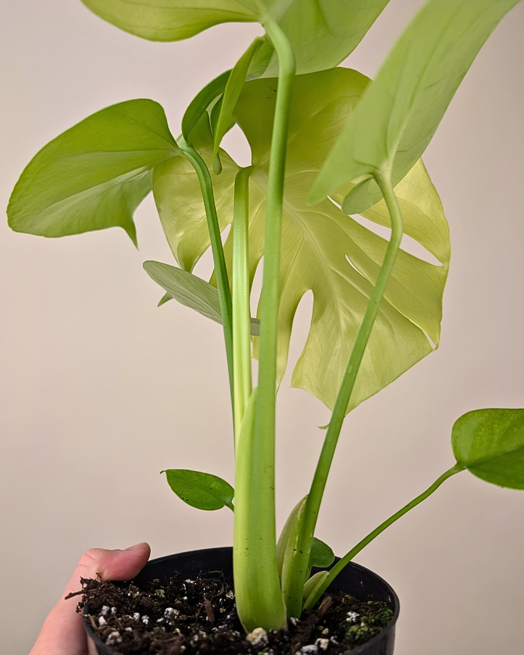 Monstera 'Super Golden'