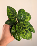 Homalomena 'Camouflage'