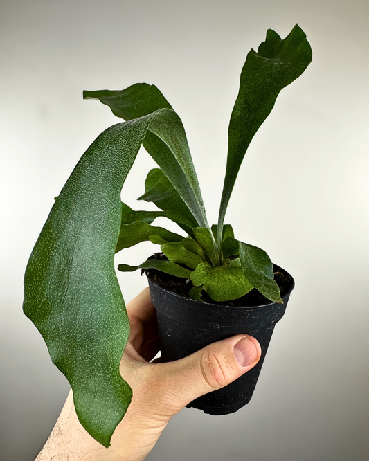 Platycerium bifurcatum - Fougère Staghorn