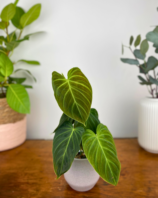 Philodendron Splendid (Melanochrysum x Verrucosum)