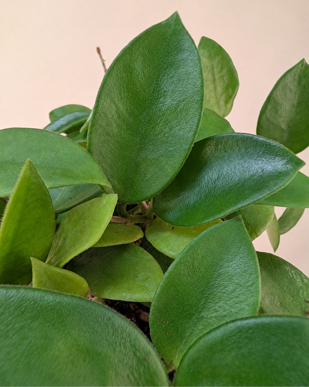 Hoya ‘Chouke’