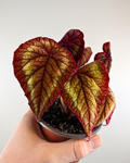 Begonia Cathayana