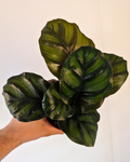 Calathea fasciata