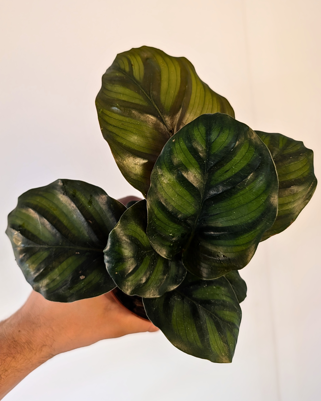 Calathea fasciata