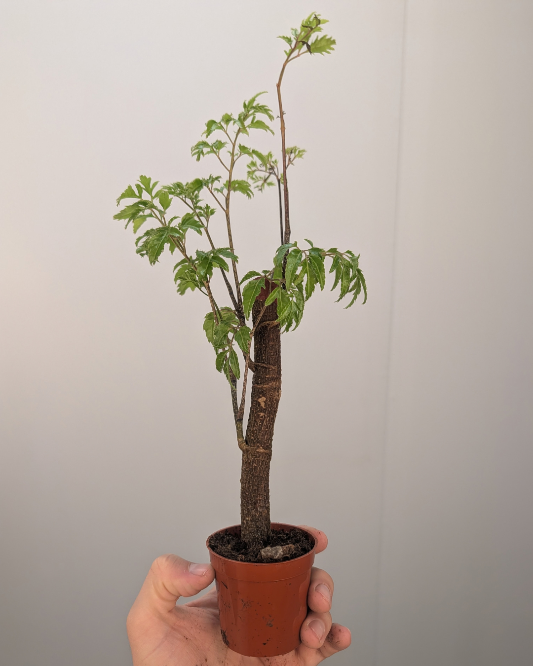 Aralia 'Ming Cane'