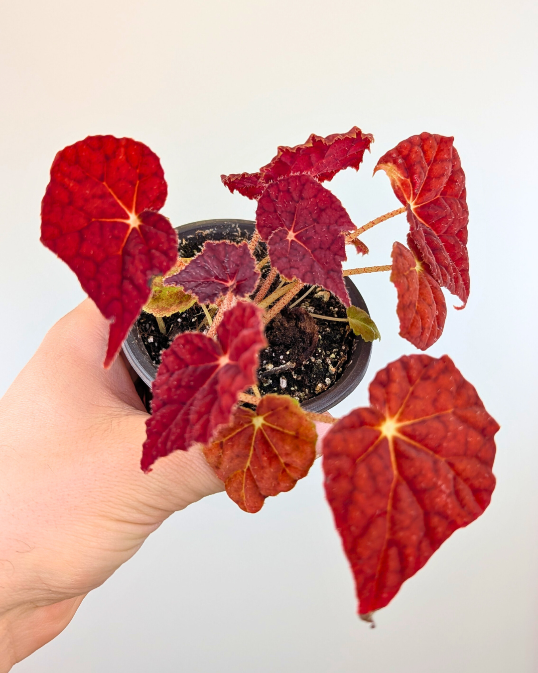 Begonia Autumn Ember