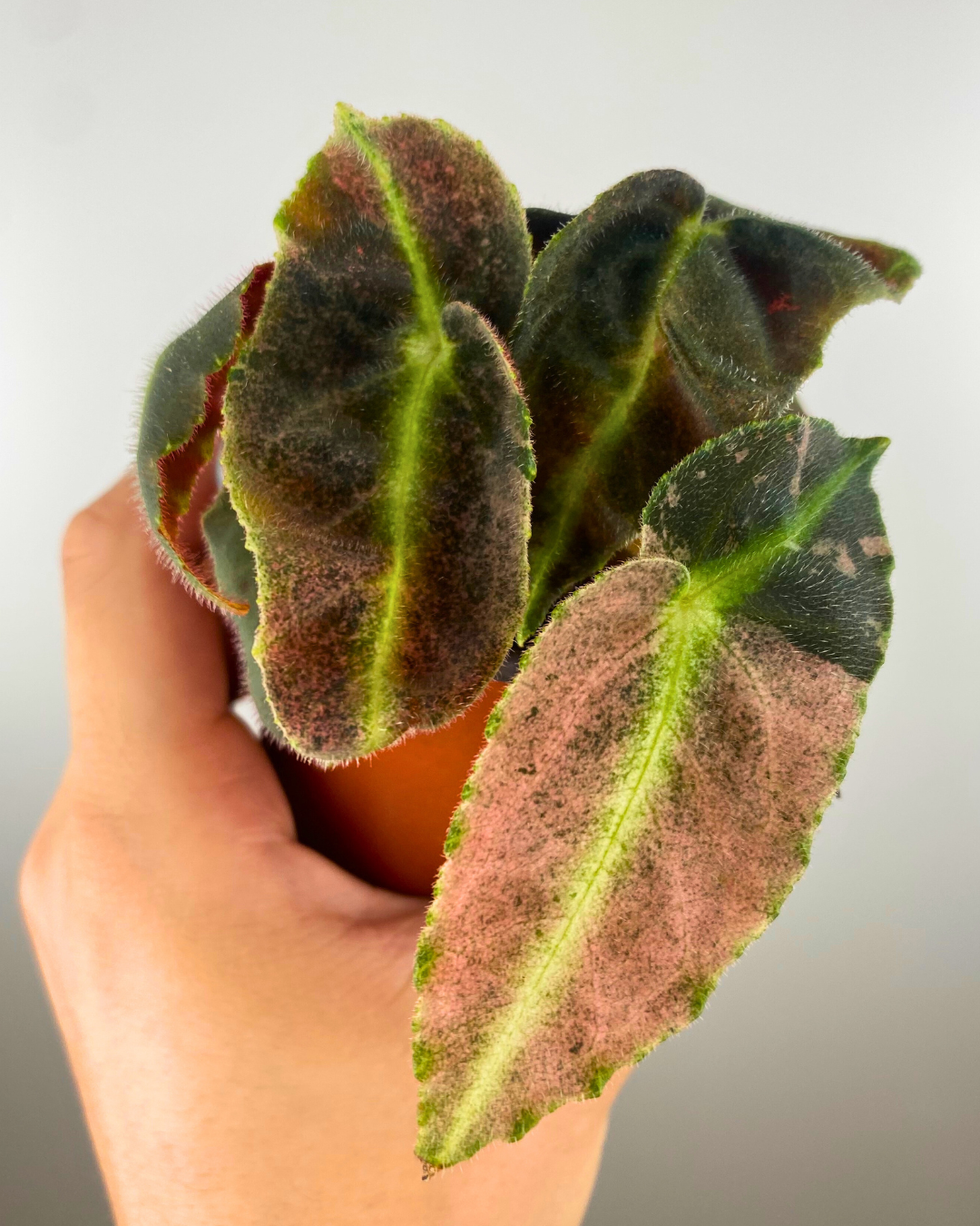 Begonia Listada Variegata