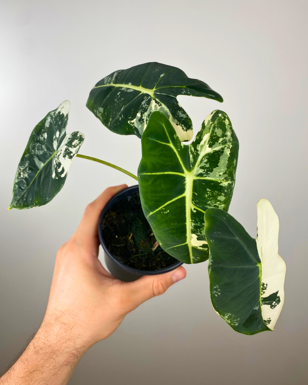 Alocasia Frydek Variegata