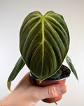 Philodendron El Choco Red