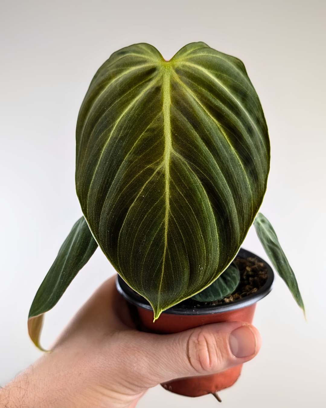 Philodendron El Choco Red