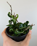 Hoya carnosa ‘Compacta’