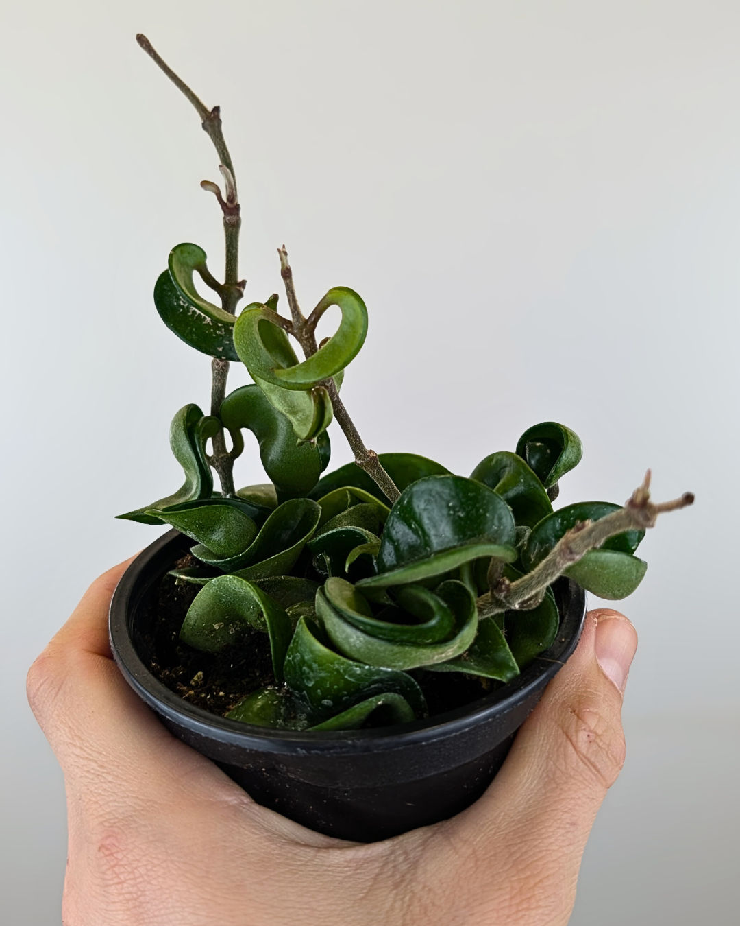 Hoya carnosa ‘Compacta’