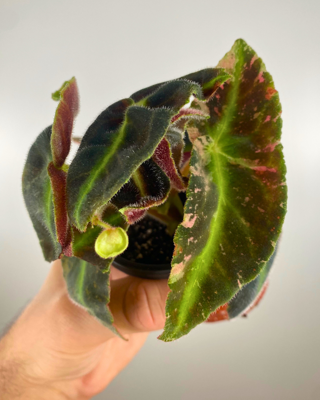 Begonia Listada Variegata