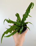 Fern 'Curly Wave' - Asplenium nidus