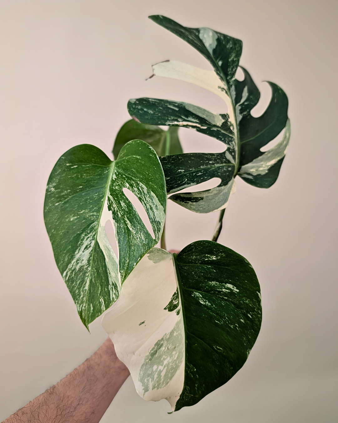 Monstera Borsigiana Albo