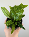 Crocodile Fern - Microsorum musifolium 'Crocodyllus'