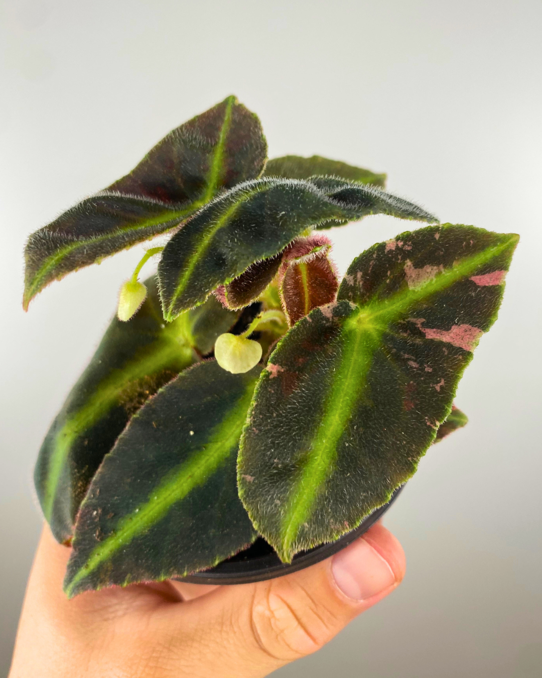 Begonia Listada Variegata