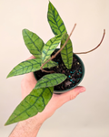 Hoya Callistophylla