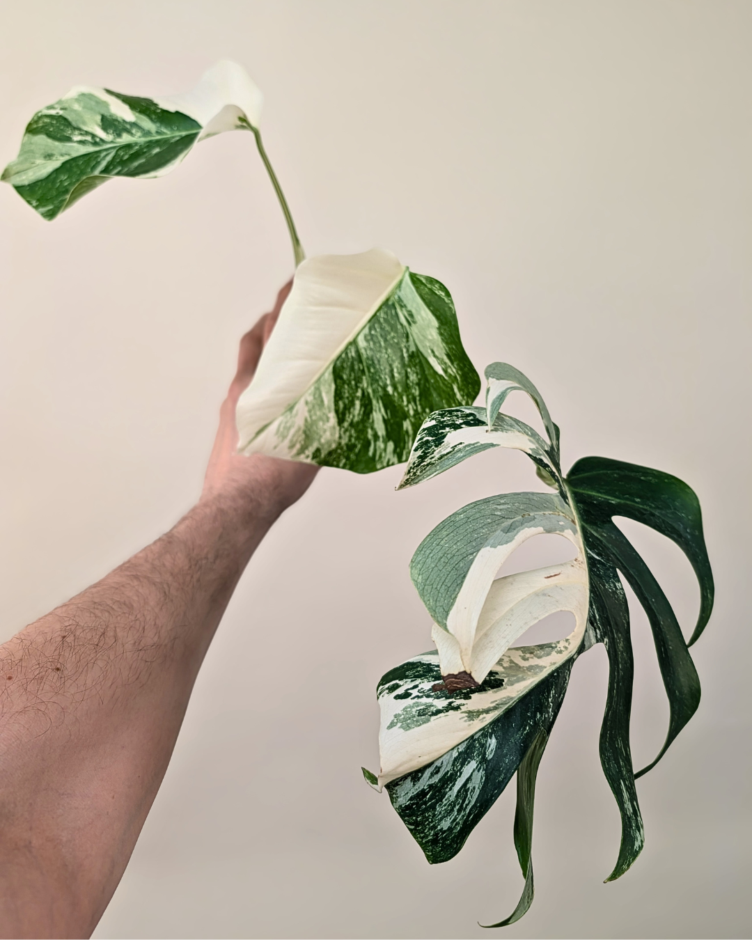 Monstera Borsigiana Albo