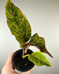 Aglaonema 'Red Army'