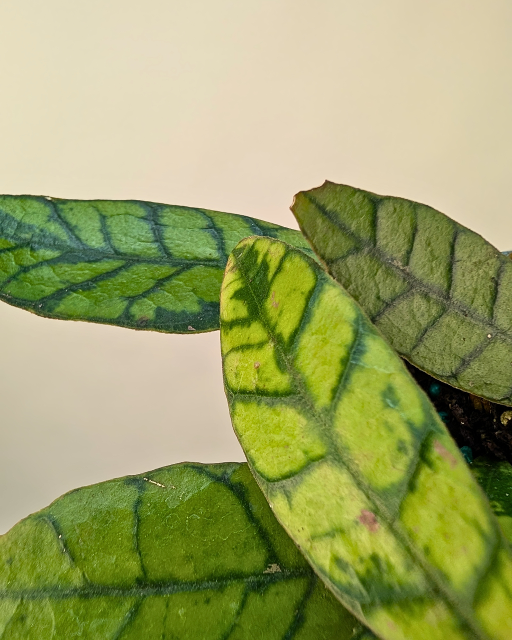 Hoya Callistophylla
