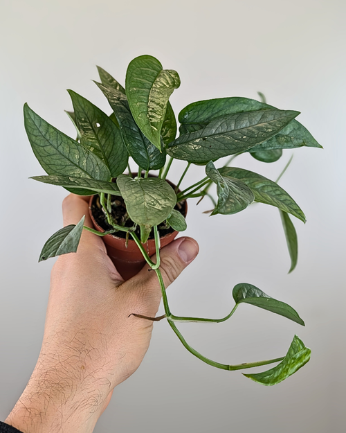 cebu blue pothos for sale canada Pothos Epipremnum Pinnatum (Cebu Blue) – Aurea Plants