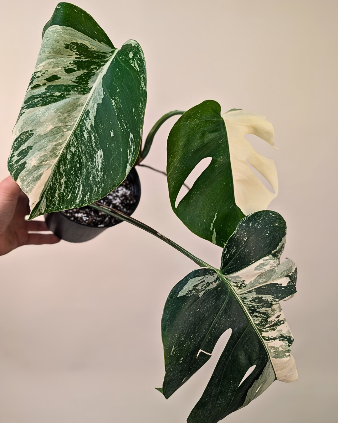 Monstera Borsigiana Albo