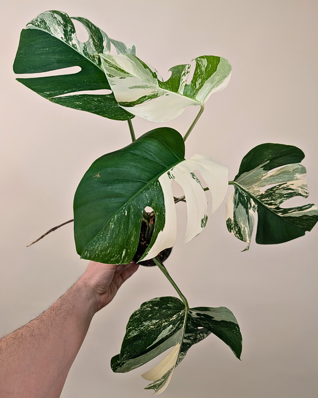 Monstera Borsigiana Albo