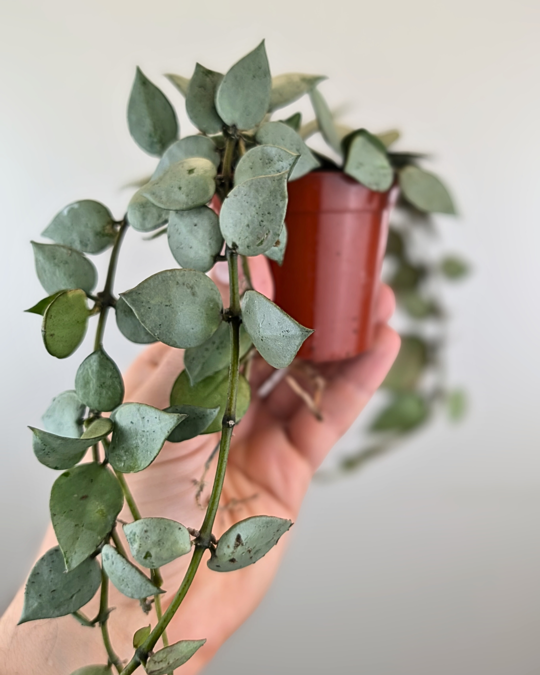 Hoya krohniana 'Arctic'