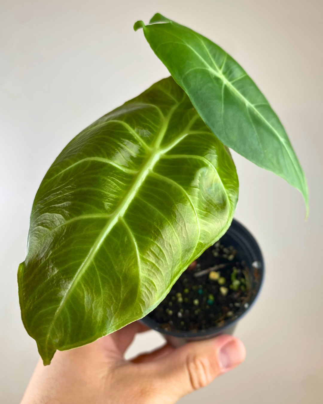 Alocasia Pink Dragon