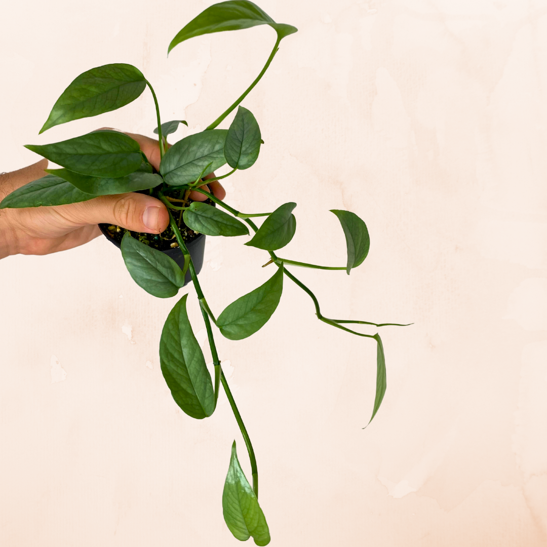 Pothos Epipremnum Pinnatum 'Cebu Blue'