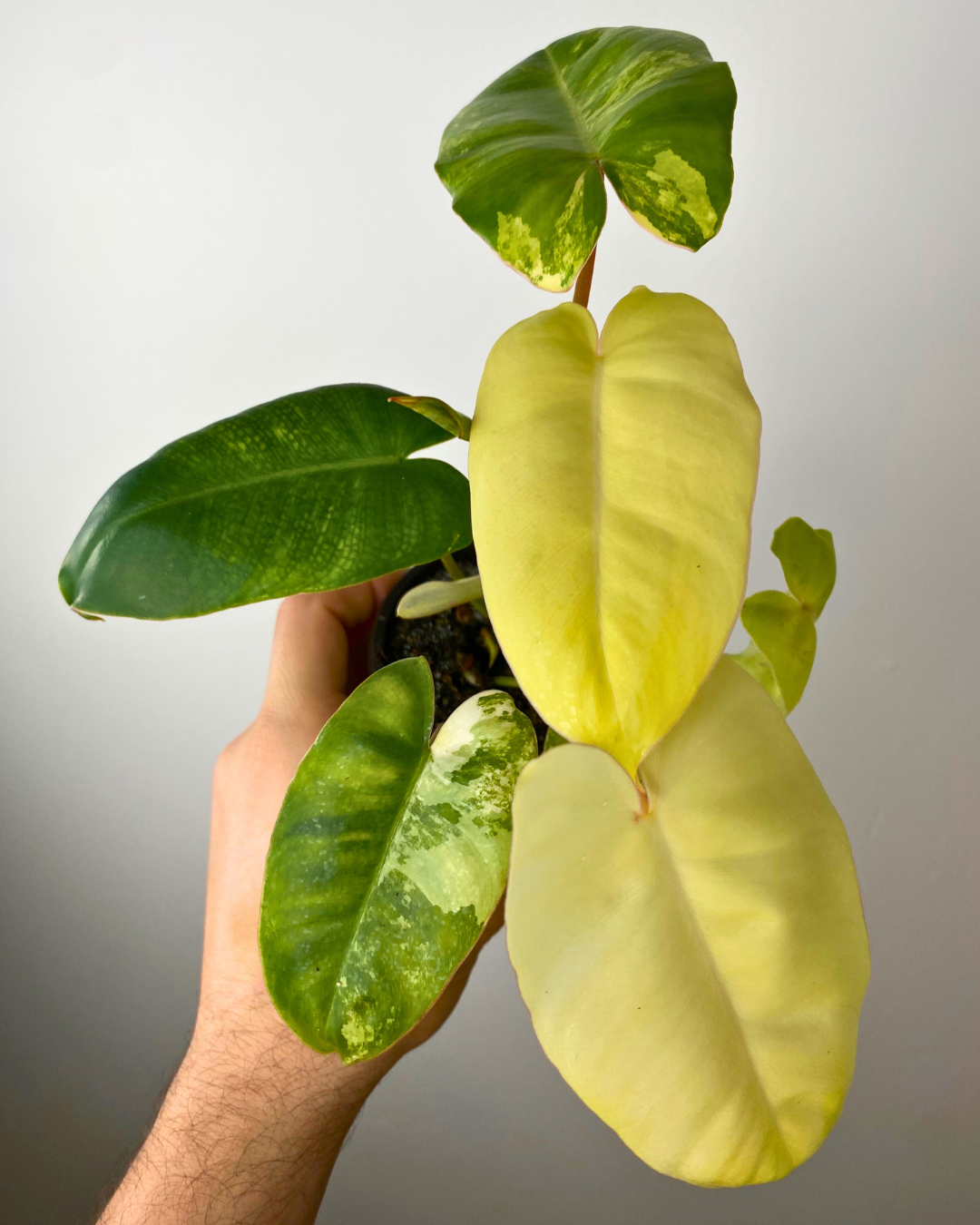 Philodendron Burle Marx Variegata