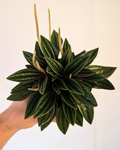 Peperomia Rosso