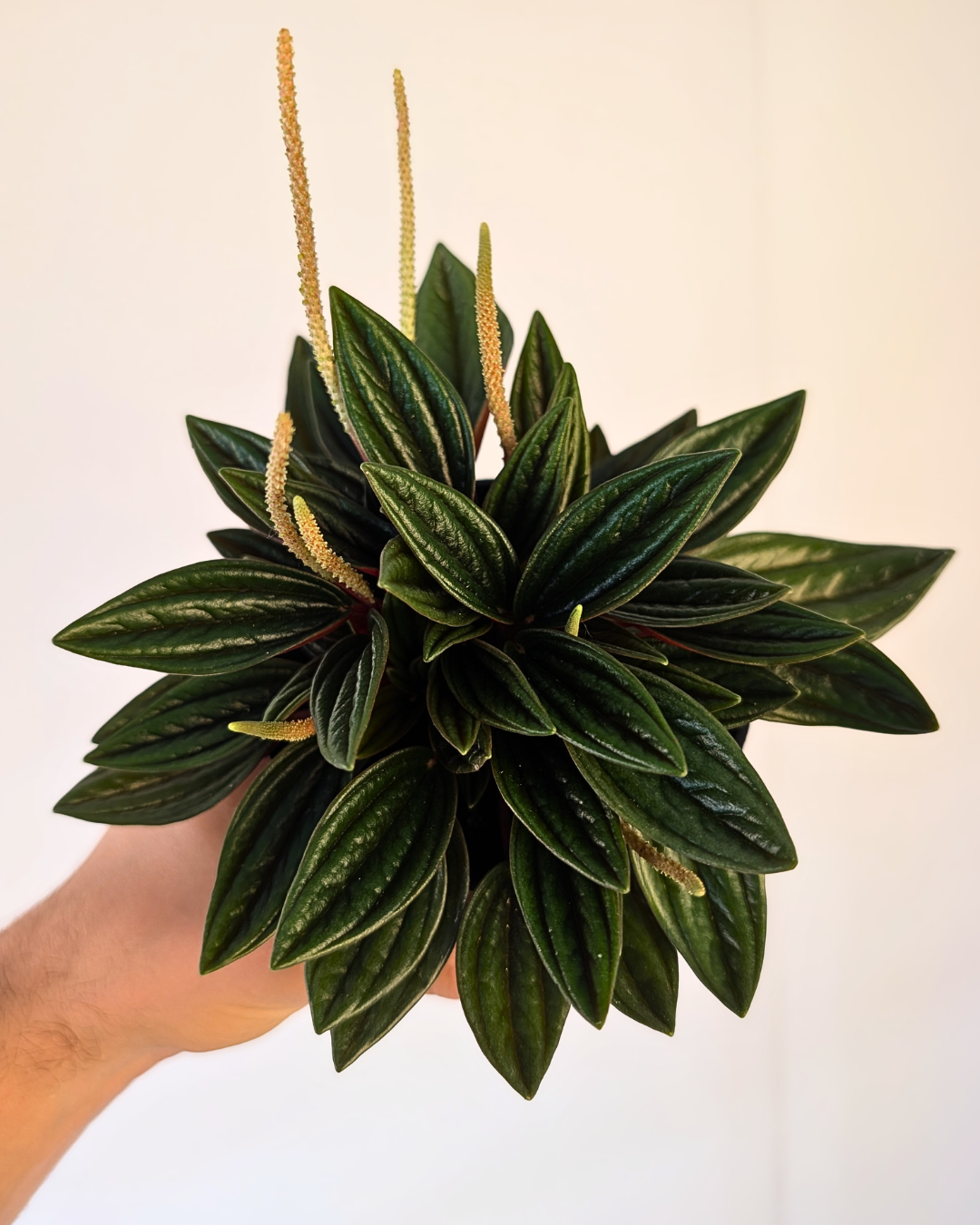 Peperomia Rosso