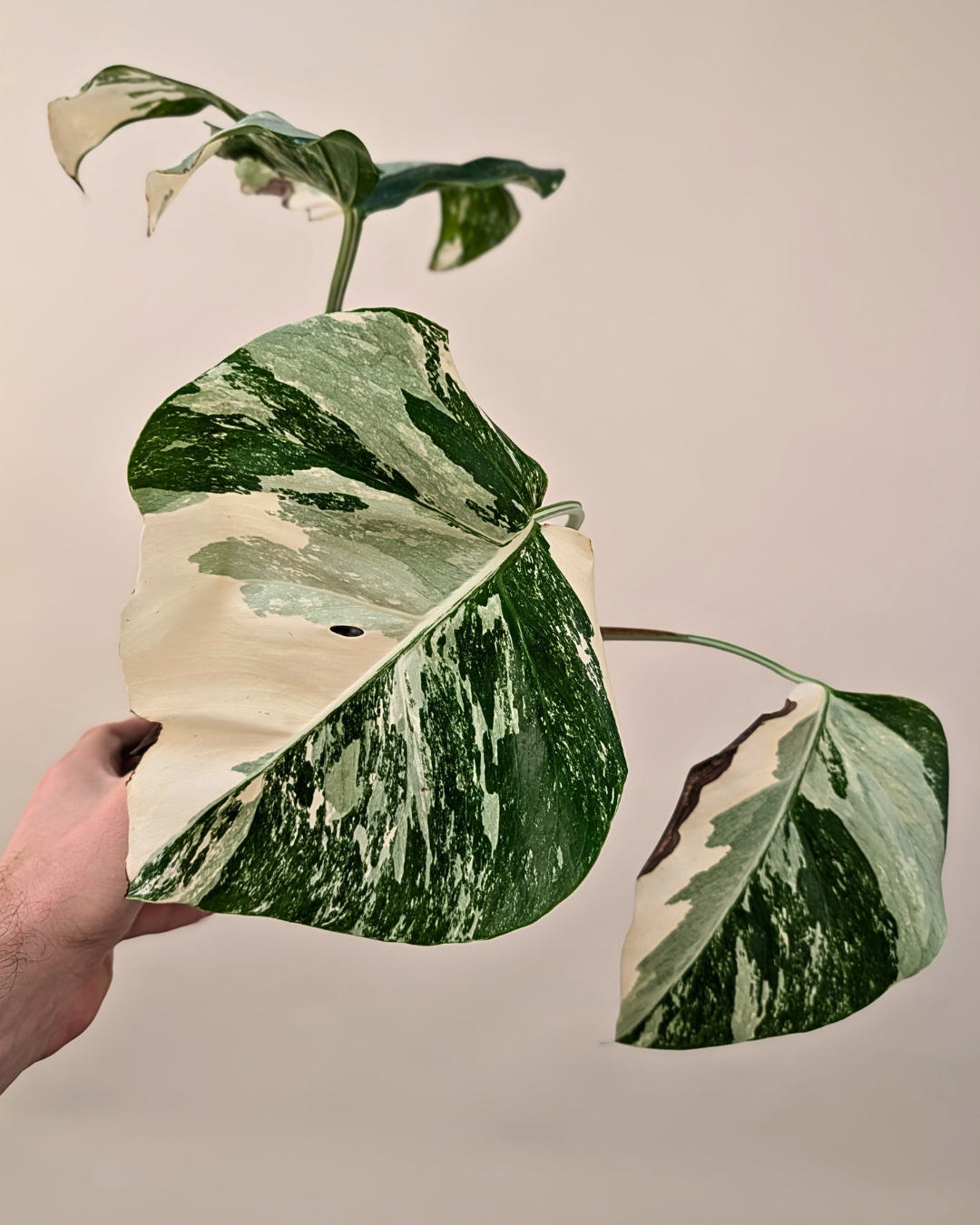Monstera Borsigiana Albo
