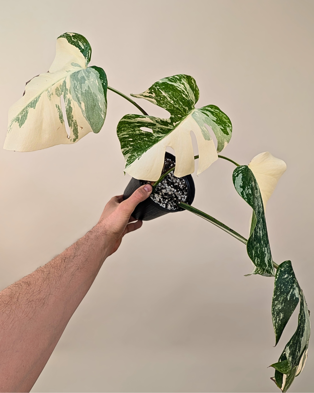 Monstera Borsigiana Albo