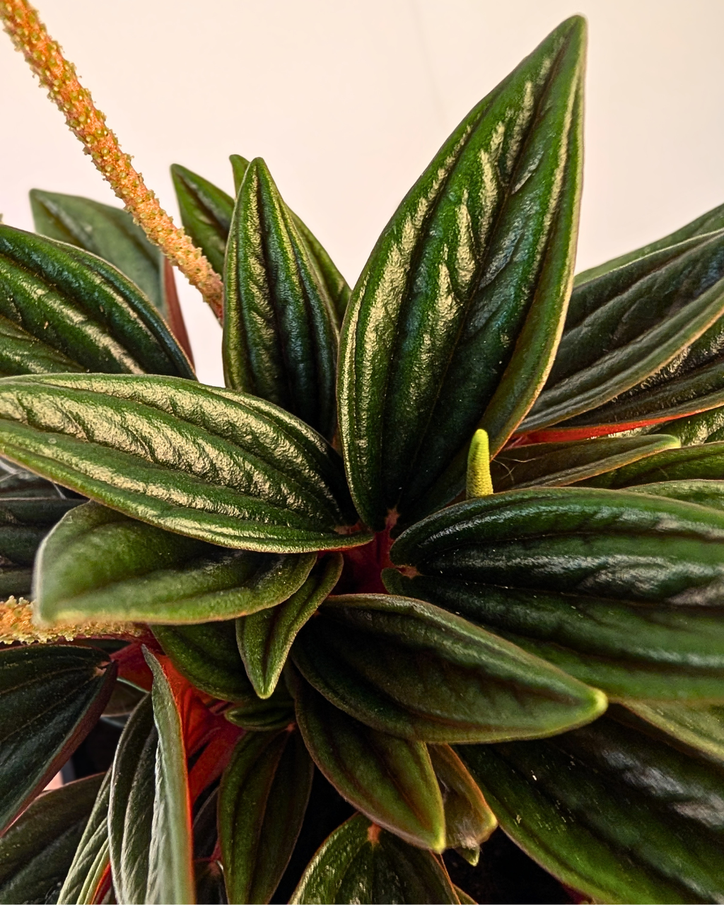 Peperomia Rosso