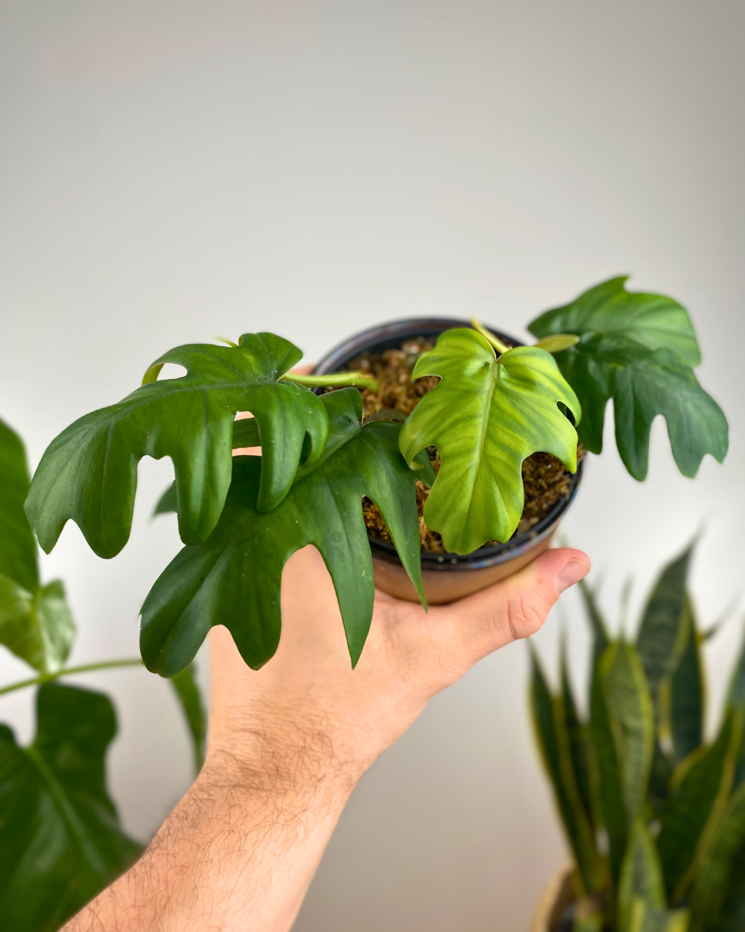 philodendron mayoi vs xanadu Philodendron Mayoi – Aurea Plants