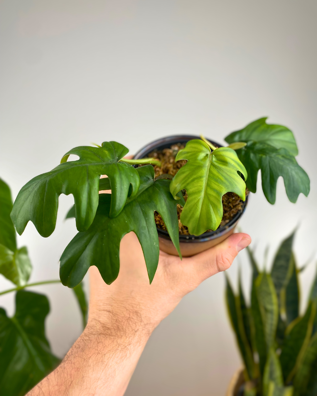 Philodendron Mayoi