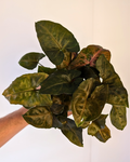 Syngonium 'Merry Maria'