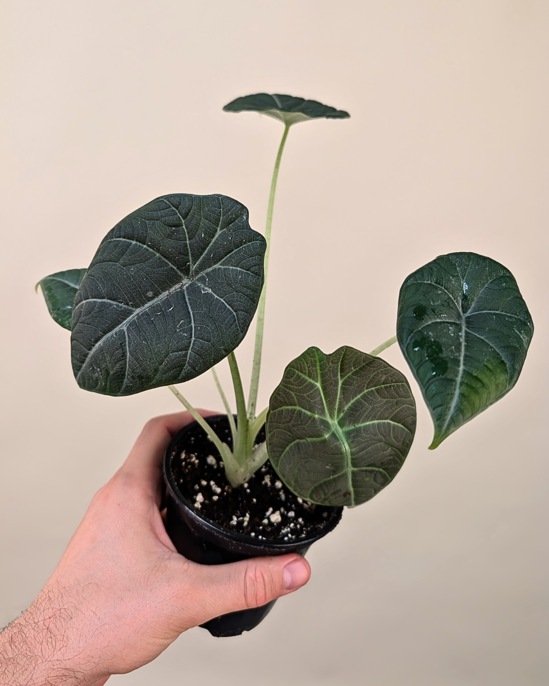 Alocasia Maharani