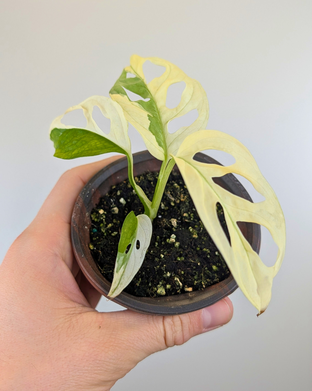 Monstera Adansonii Albo Variegata